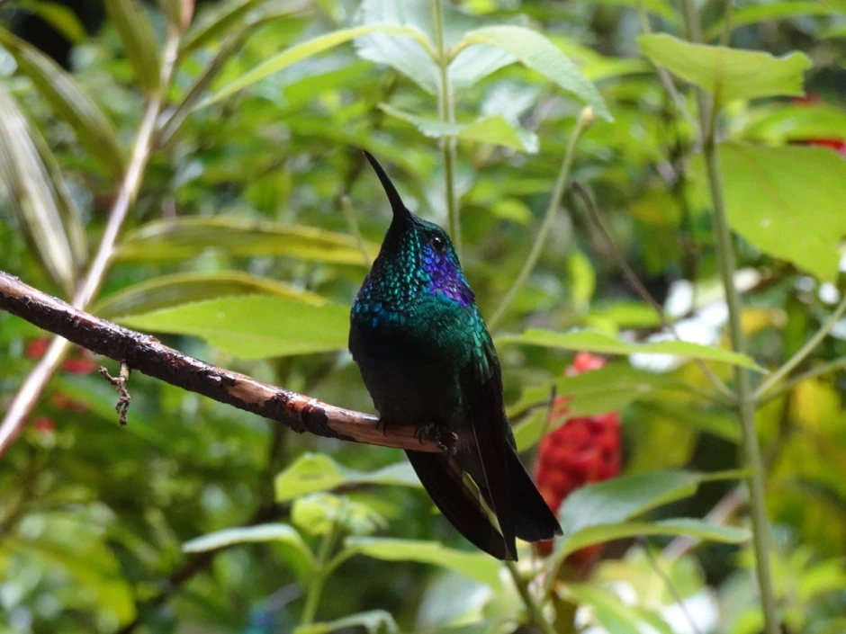 Cloud Forest Central: Santa Elena, Costa Rica