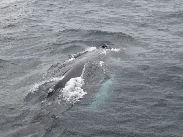 A Fleeting Visit to Cape Cod