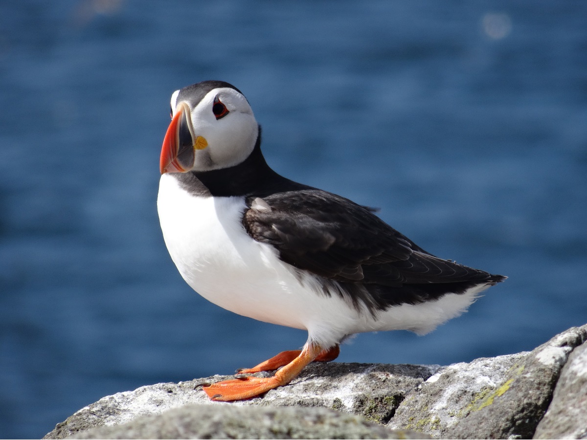 Puffin-Spotting at the Isle of May National Nature Reserve