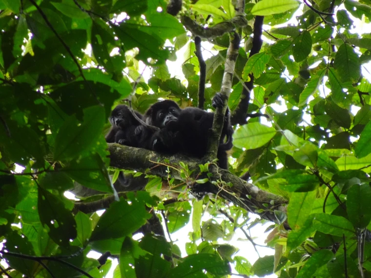 Hiking and Hot Springs: Mirador El Silencio and Ecotermales, Costa Rica