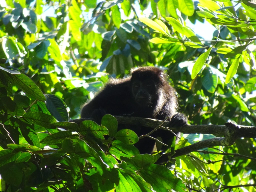 Onto the Osa Peninsula: Puerto Jiménez, Costa Rica