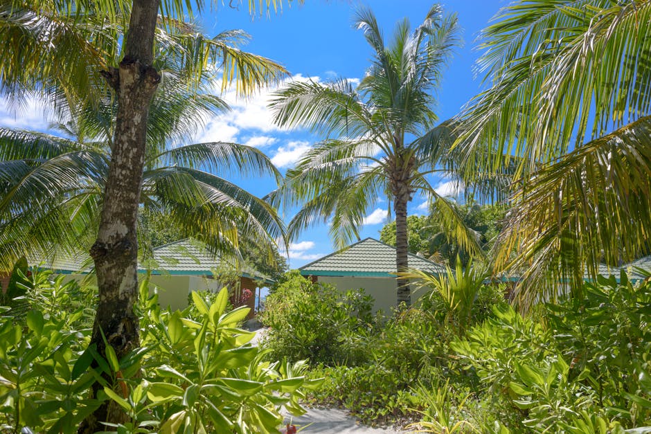 Idyllic tropical view with palm trees and lush greenery at a Maldives resort.