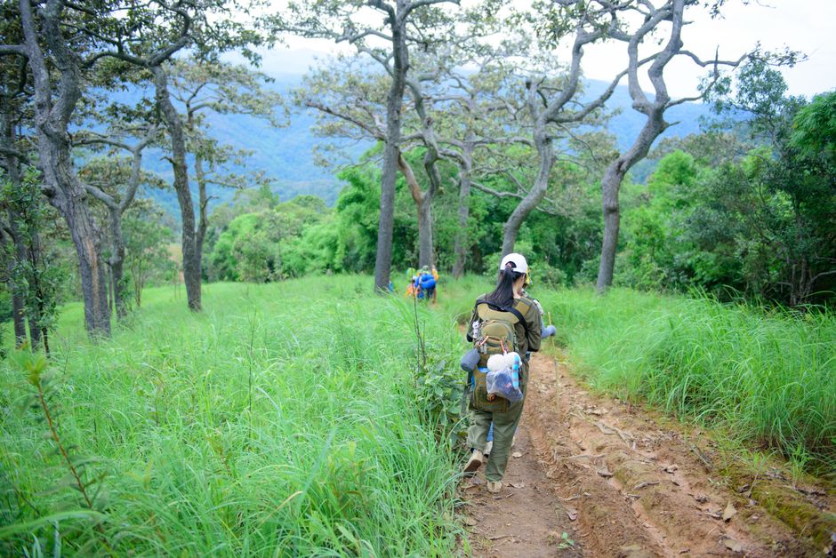 Group of hikers trekking through a vibrant green forest trail on a scenic adventure.