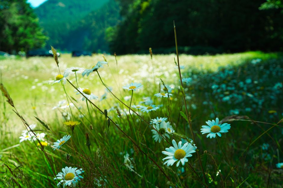 Beautiful white daisies blooming in a lush meadow in Seattle, WA, under a sunny summer sky.