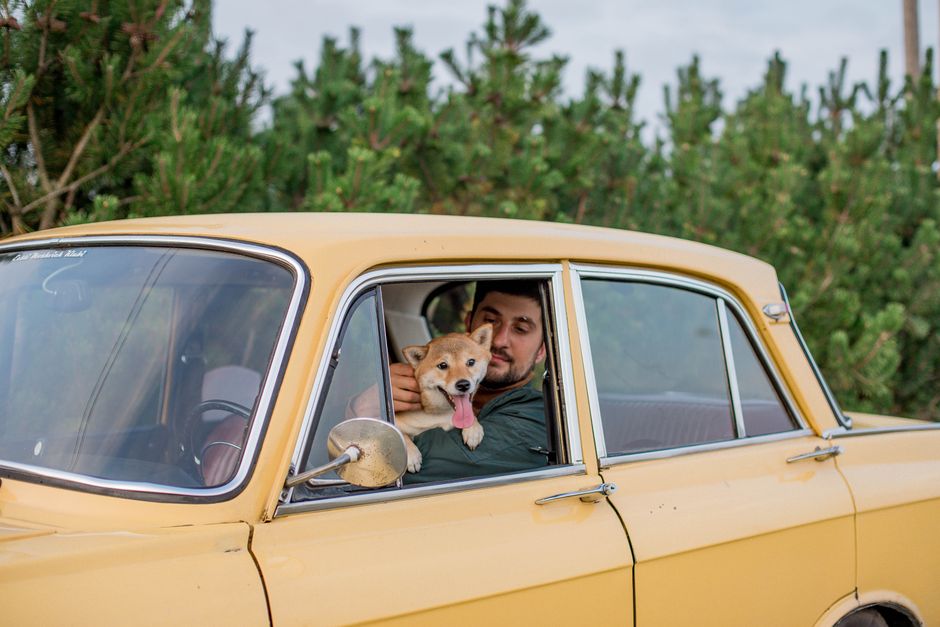 A man with a Shiba Inu dog enjoying a drive in a vintage car outdoors.