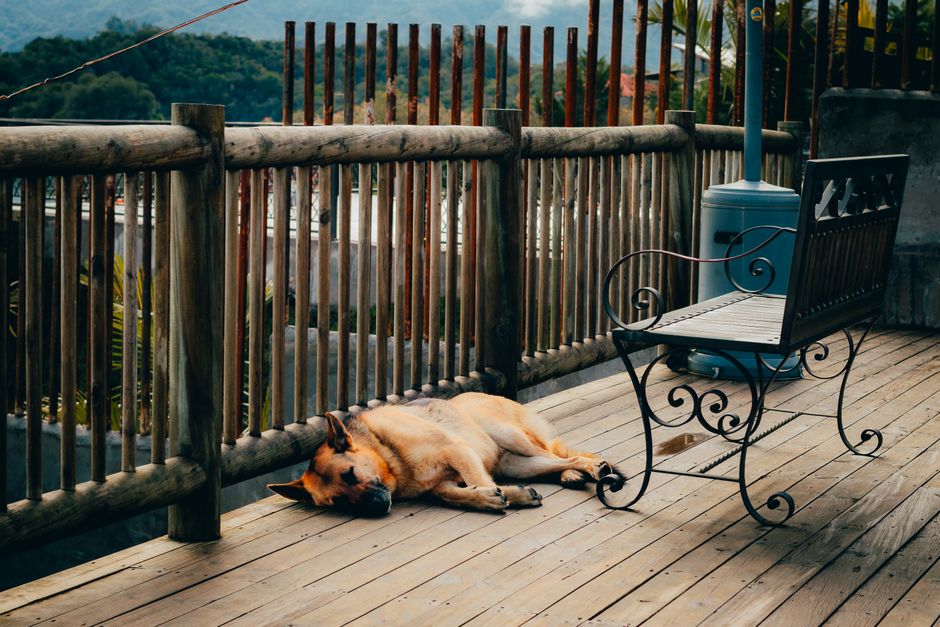 Pet-Friendly Accommodations Road Trips: How to Find Pet-Friendly Accommodations for Road Trips Across the USA