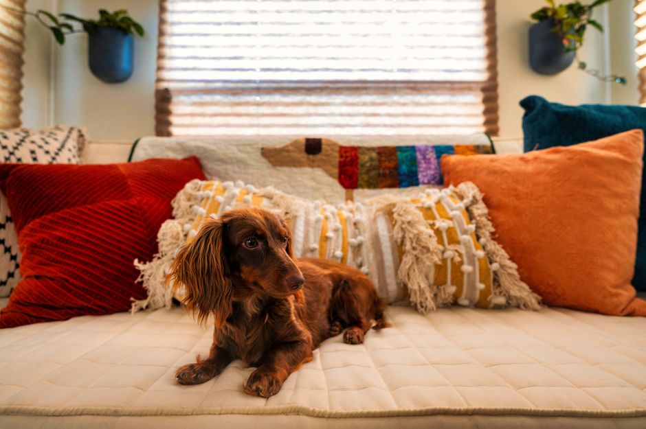 Adorable brown dachshund lying on a cozy sofa with vibrant pillows indoors.