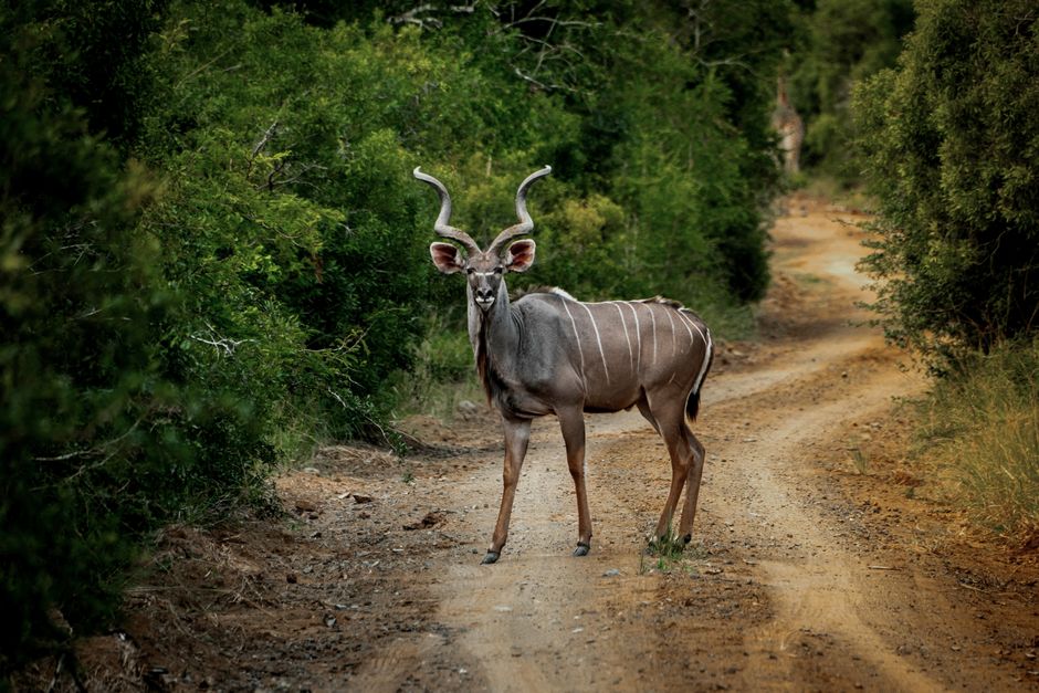 A graceful kudu stands alert on a rugged dirt road in South Africa's lush wilderness.