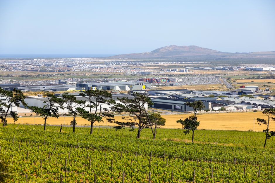 Lush vineyard with a backdrop of urban cityscape and distant hills under clear skies.