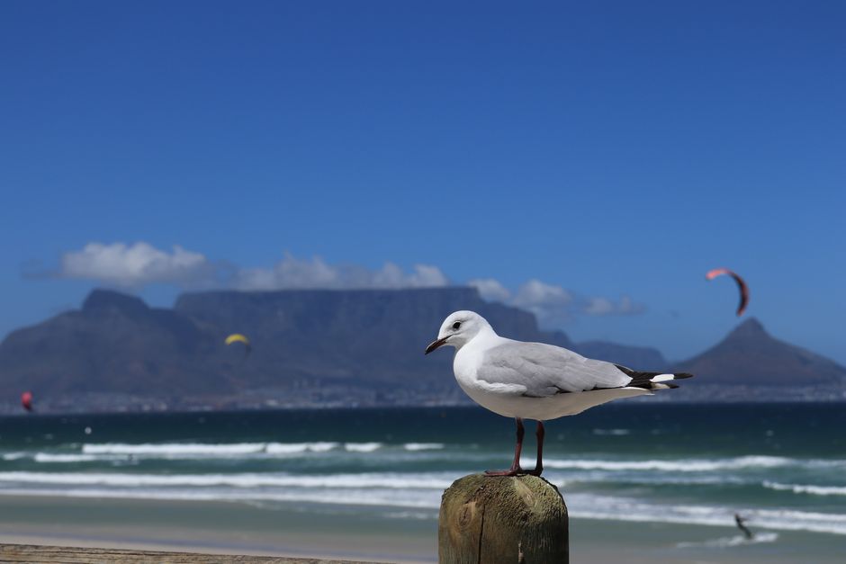Seagull on a post with kitesurfers and Table Mountain in the background, Cape Town.