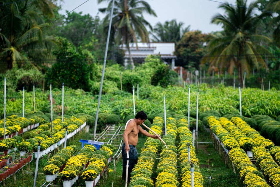 Man tending to vibrant yellow chrysanthemum flowers in Bến Tre, Vietnam garden.